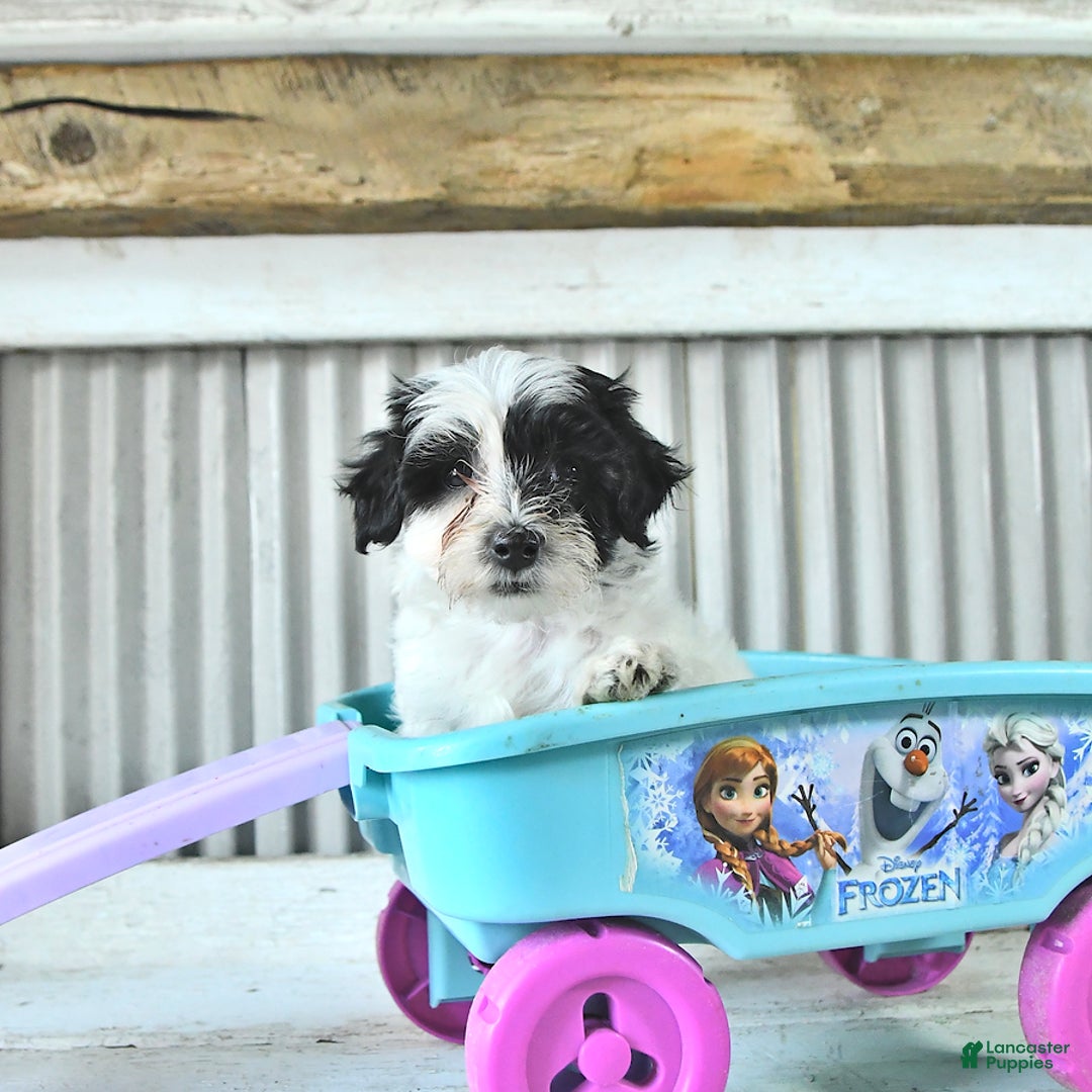 Maltipoo dogs for sale: Izzy - Image 4