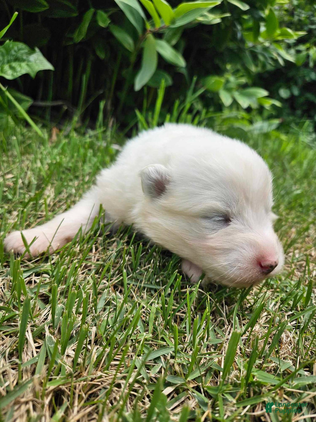 Samoyed dogs for sale: Jane - Image 1