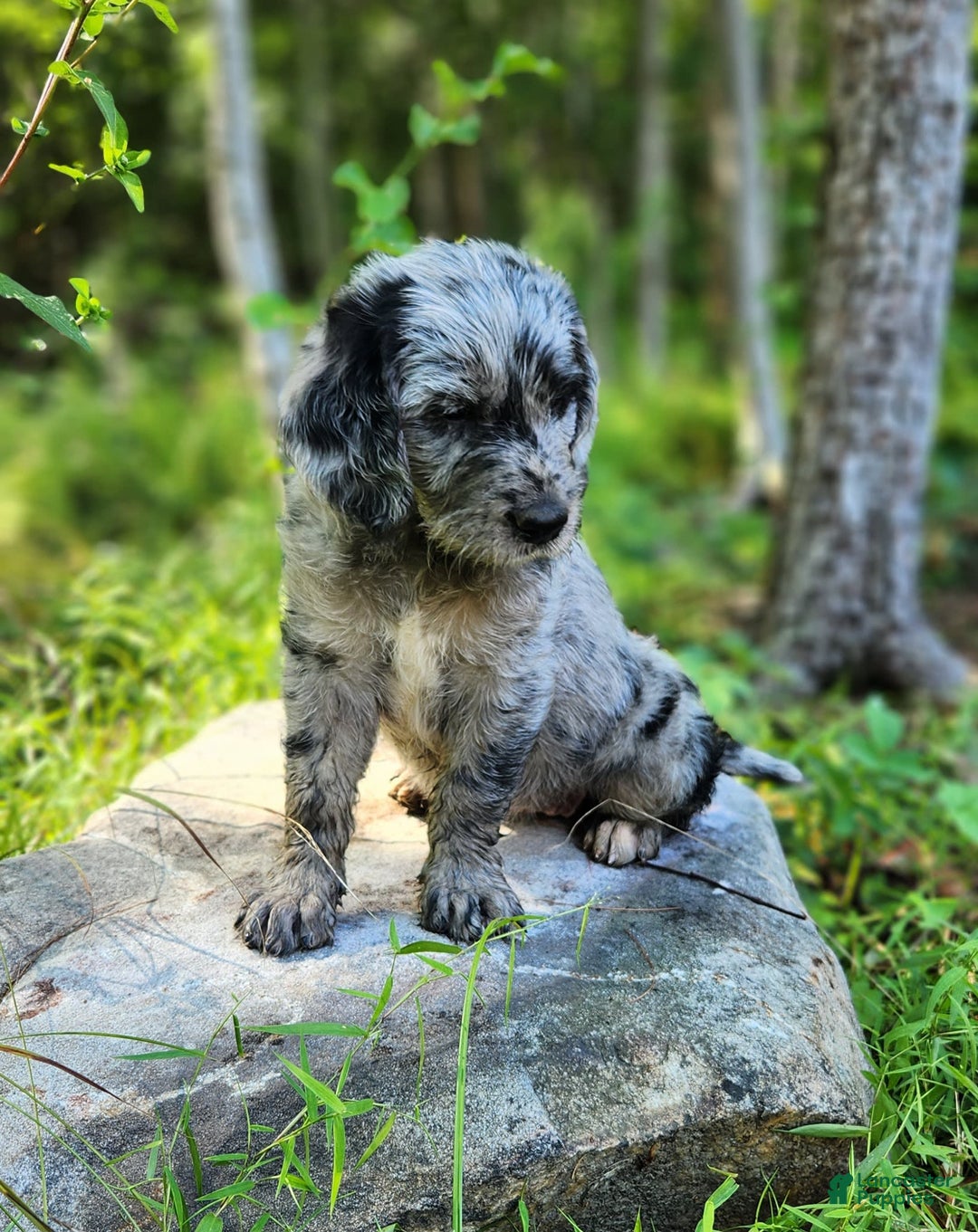 Labradoodle dogs for sale: Madison - Image 4