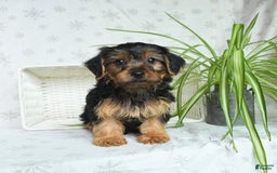 Yorkshire Terrier dogs for sale: Randall - Image 4