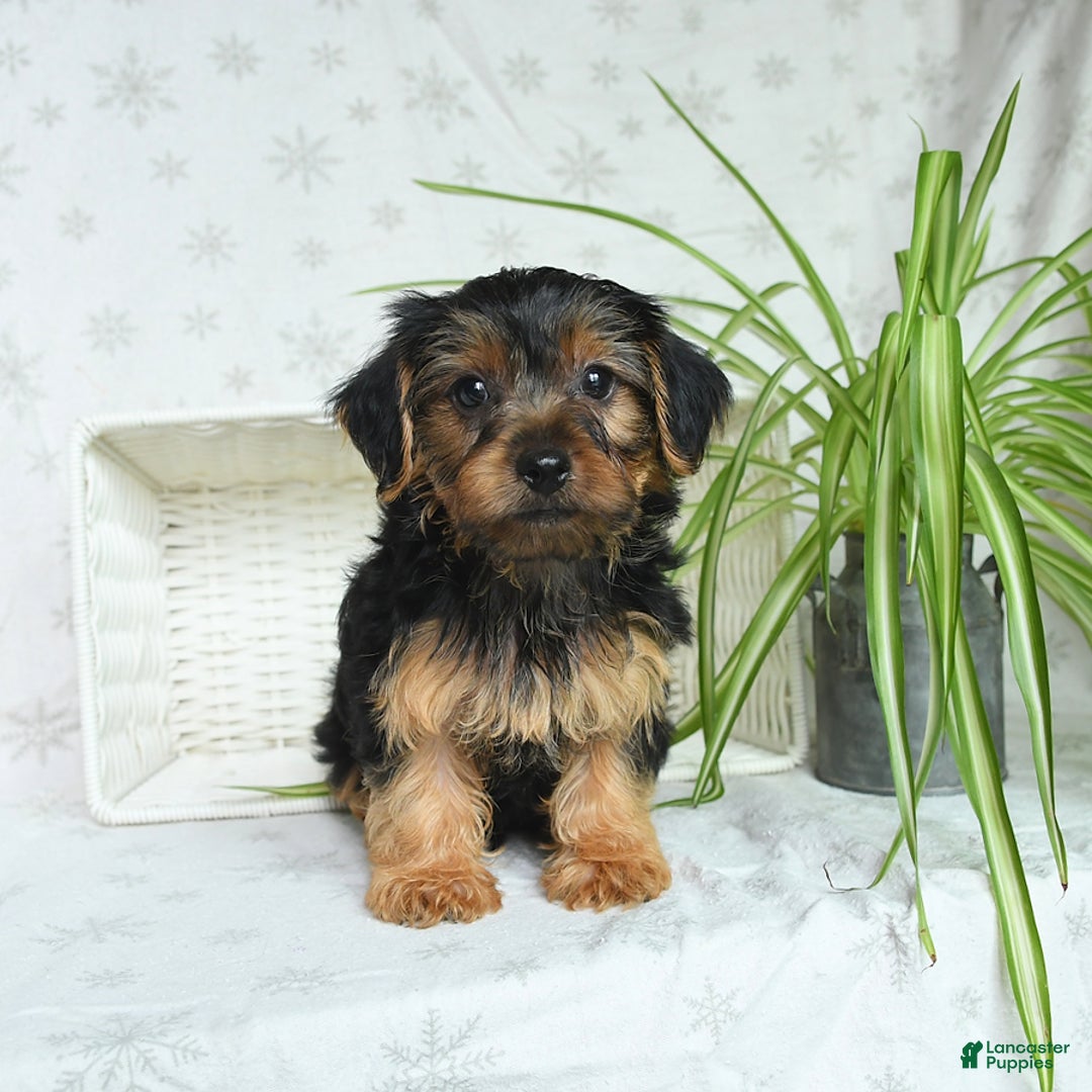 Yorkshire Terrier dogs for sale: Randall - Image 4