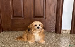 Lhasa Apso dogs for sale: Cora - Image 5