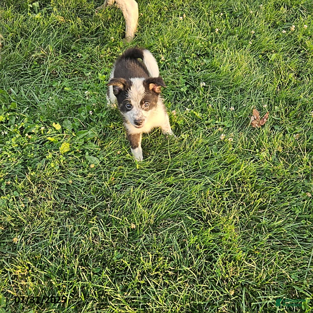 Border Collie dogs for sale: Sammy - Image 6