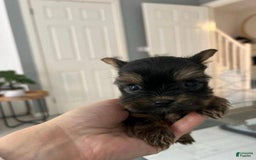 Yorkshire Terrier dogs for sale: Bella - Image 1