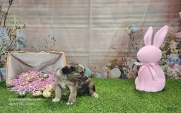 Catahoula Leopard Dog dogs for sale: Goldie 2025 F1 - Image 20