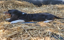 Basset Hound dogs for sale: Henry - Image 1