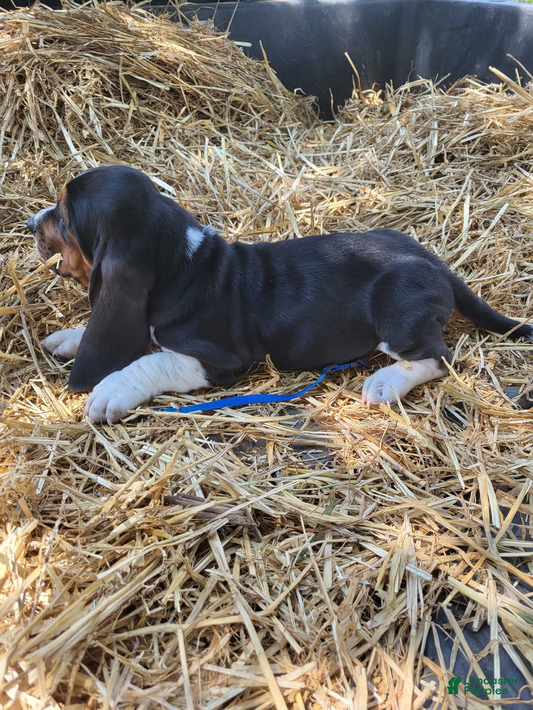 Basset Hound dogs for sale: Henry - Image 1