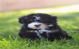 Mini Bernedoodle dogs for sale: Mia - Image 1