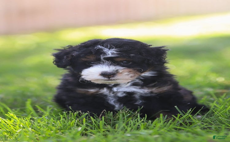 Mini Bernedoodle dogs for sale - Ad 3