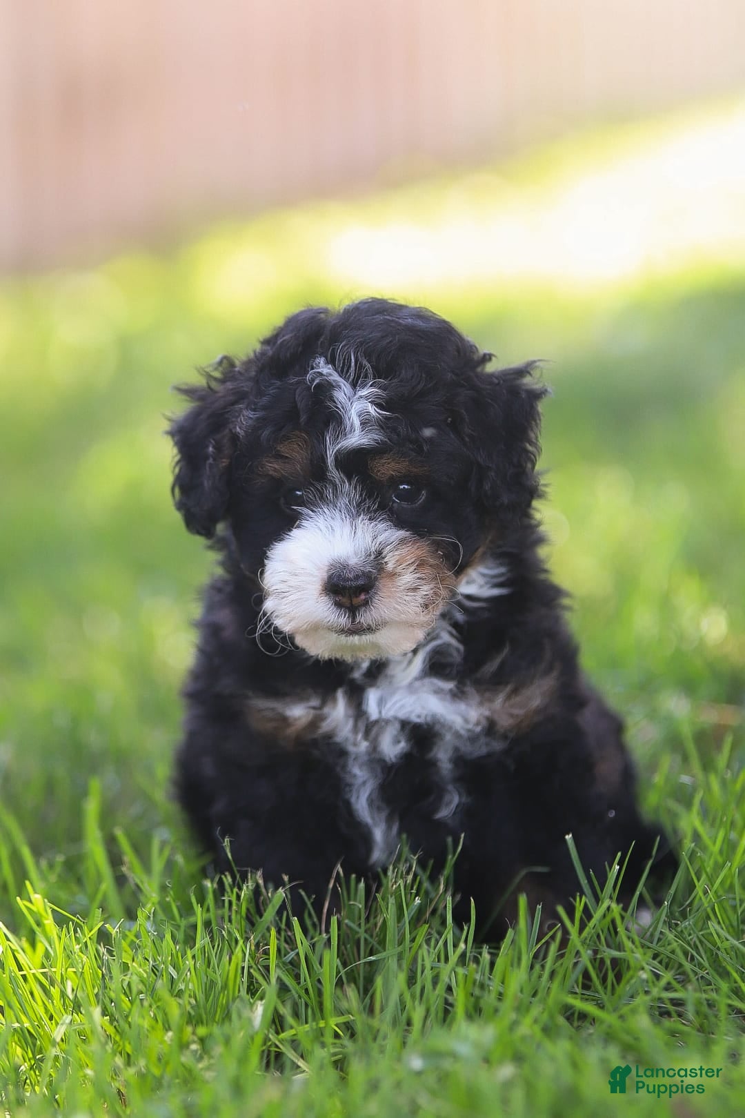 Mini Bernedoodle dogs for sale: Mia - Image 1