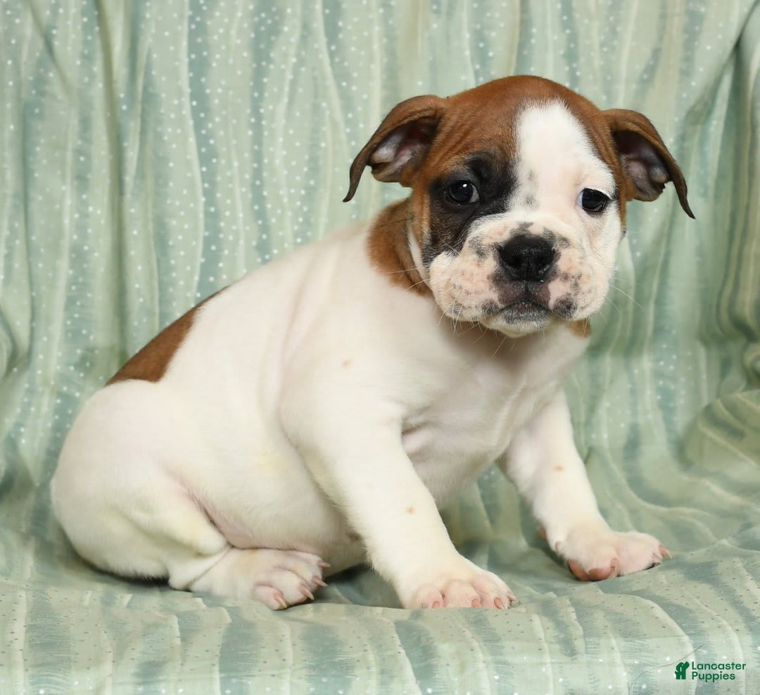 Beabull dogs for sale: King - Image 2