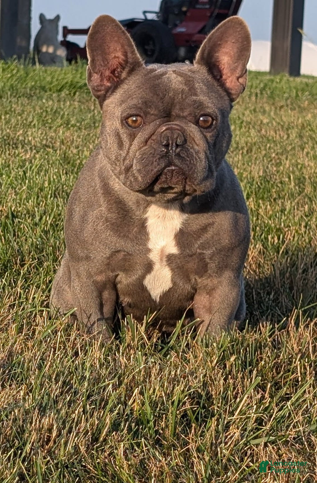 French Bulldog dogs for sale: Max - Image 10