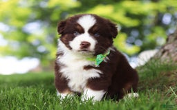 Australian Shepherd dogs for sale: Snorkel - Image 7