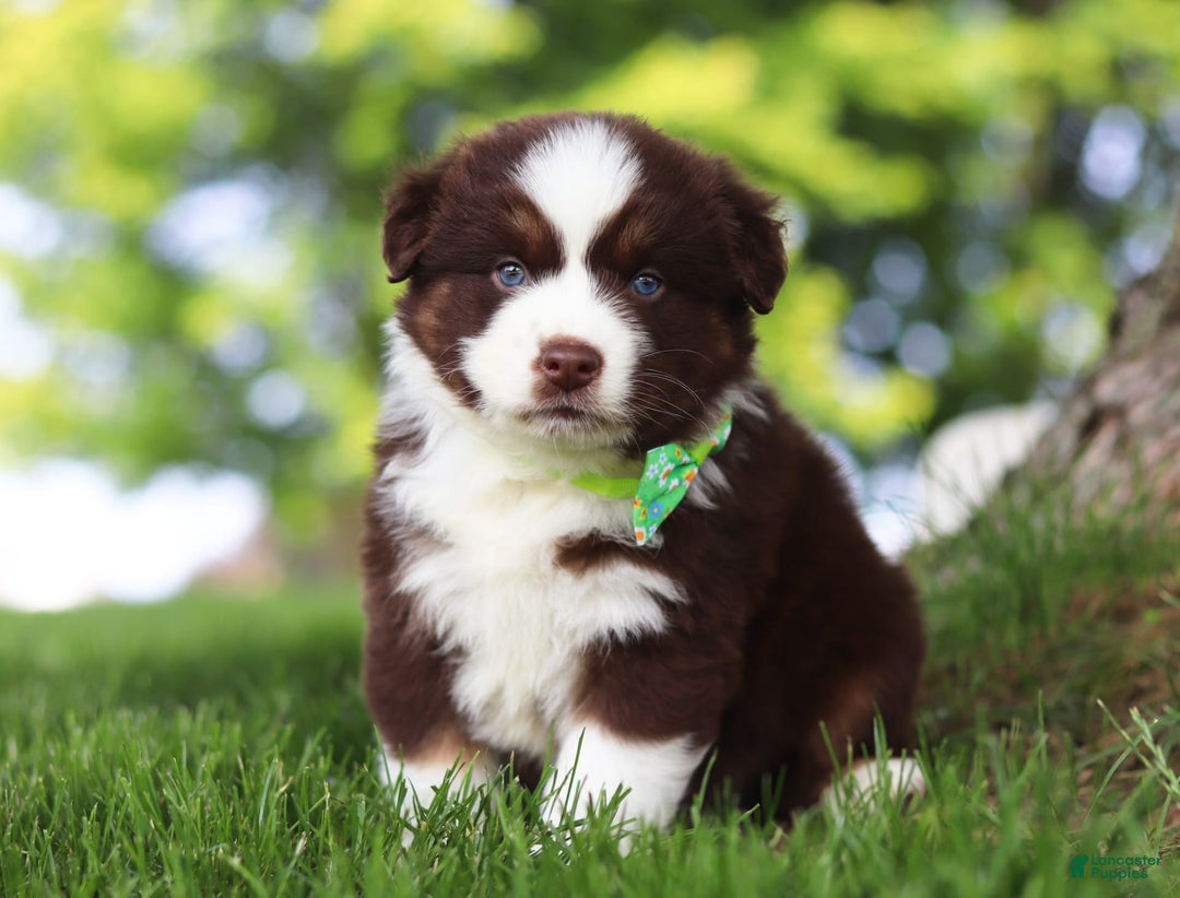 Australian Shepherd dogs for sale: Snorkel - Image 7