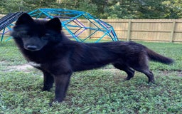 Siberian Husky dogs for sale: Link - Image 2