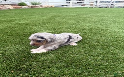 Bernedoodle dogs for sale: 5 - Image 7