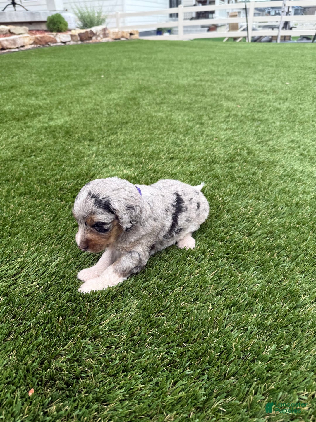 Bernedoodle dogs for sale: 5 - Image 7
