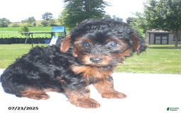 Yorkiepoo dogs for sale: Mia - Image 7