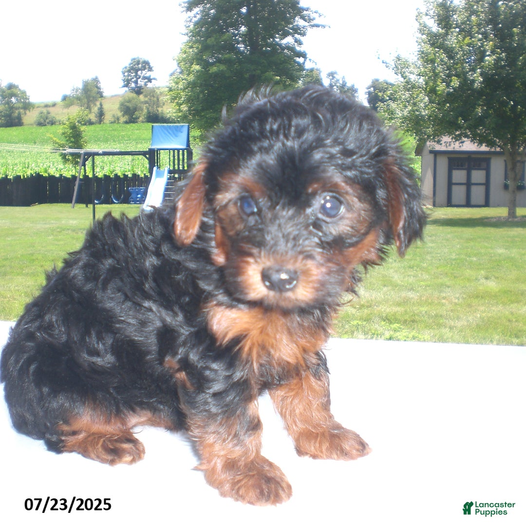 Yorkiepoo dogs for sale: Mia - Image 7
