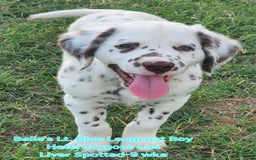 Dalmatian dogs for sale: Belles Lt. Blue Lua Longcoat Liver Spotted Boy - Image 14