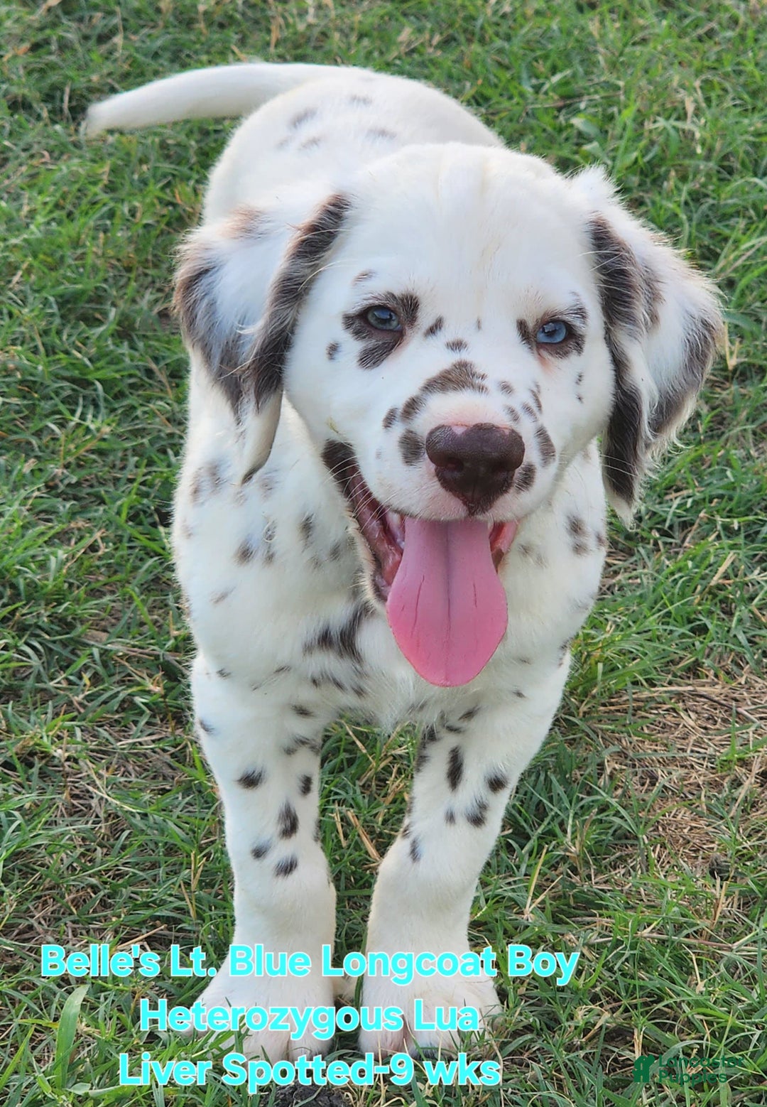 Dalmatian dogs for sale: Belles Lt. Blue Lua Longcoat Liver Spotted Boy - Image 14