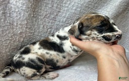Great Dane dogs for sale: Starry - Image 3