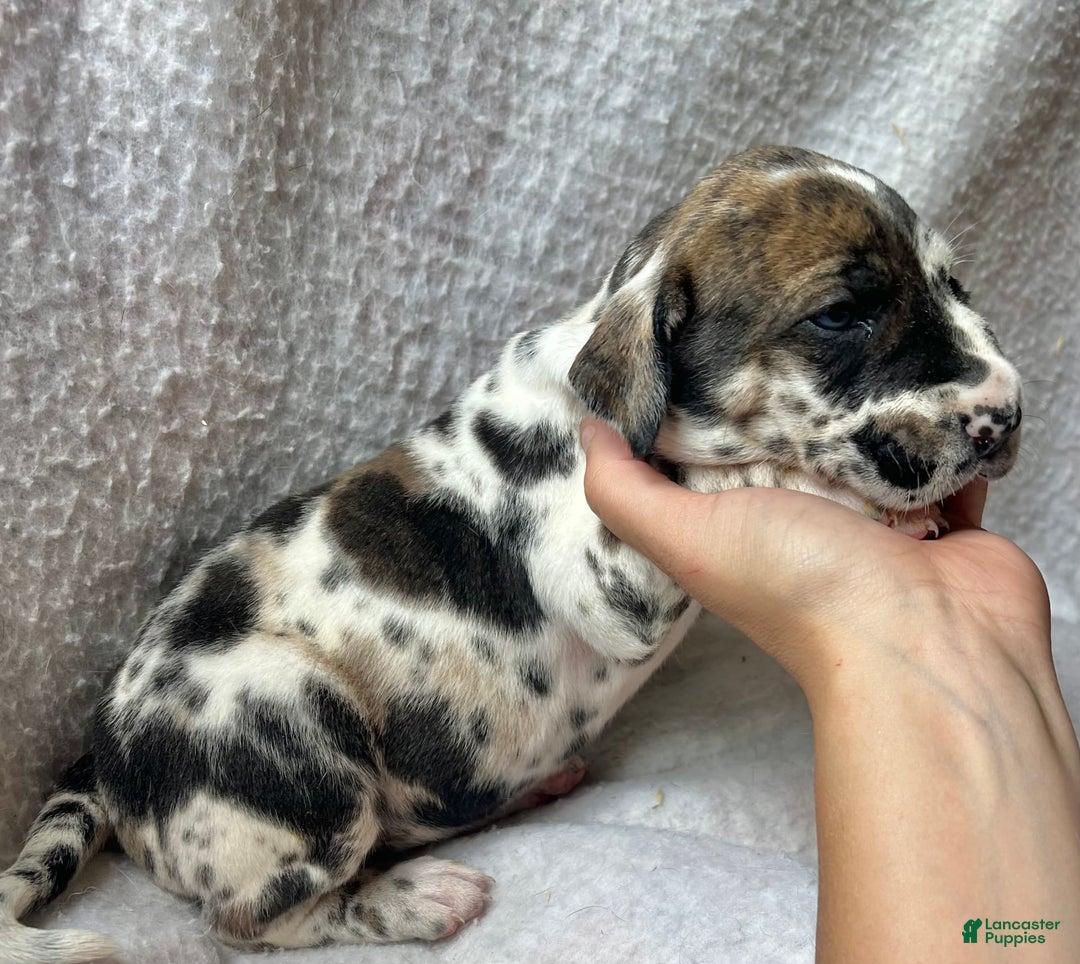 Great Dane dogs for sale: Starry - Image 3