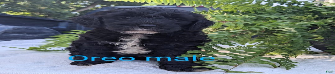 Oreo