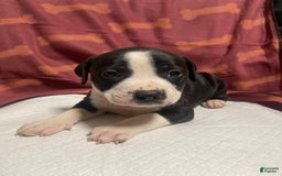 American Bully dogs for sale: Lisbon - Image 1