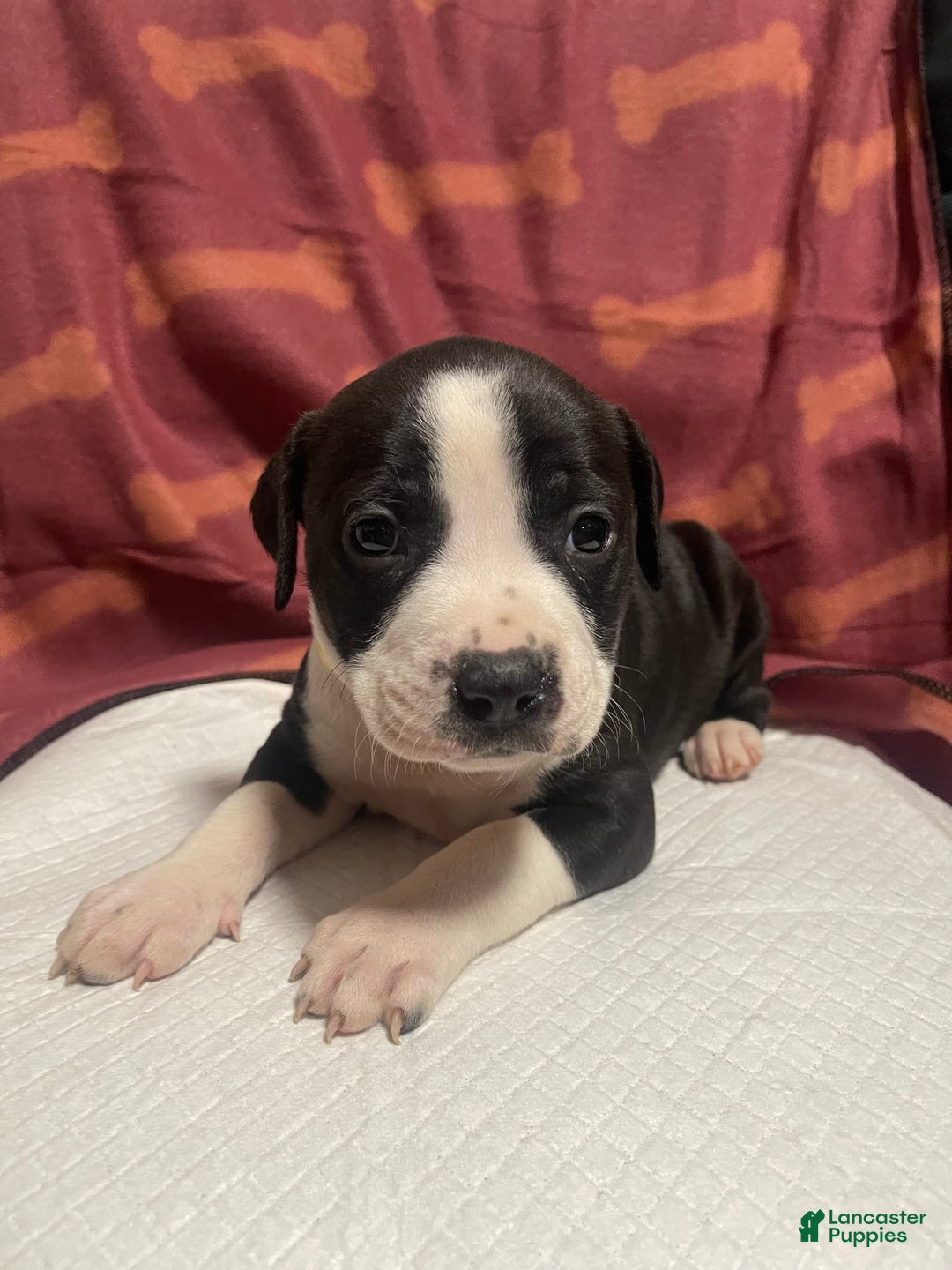 American Bully dogs for sale: Lisbon - Image 1