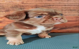 French Bulldog dogs for sale: Roja - Image 9