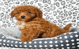 Cavapoo dogs for sale: Felicia - Image 9