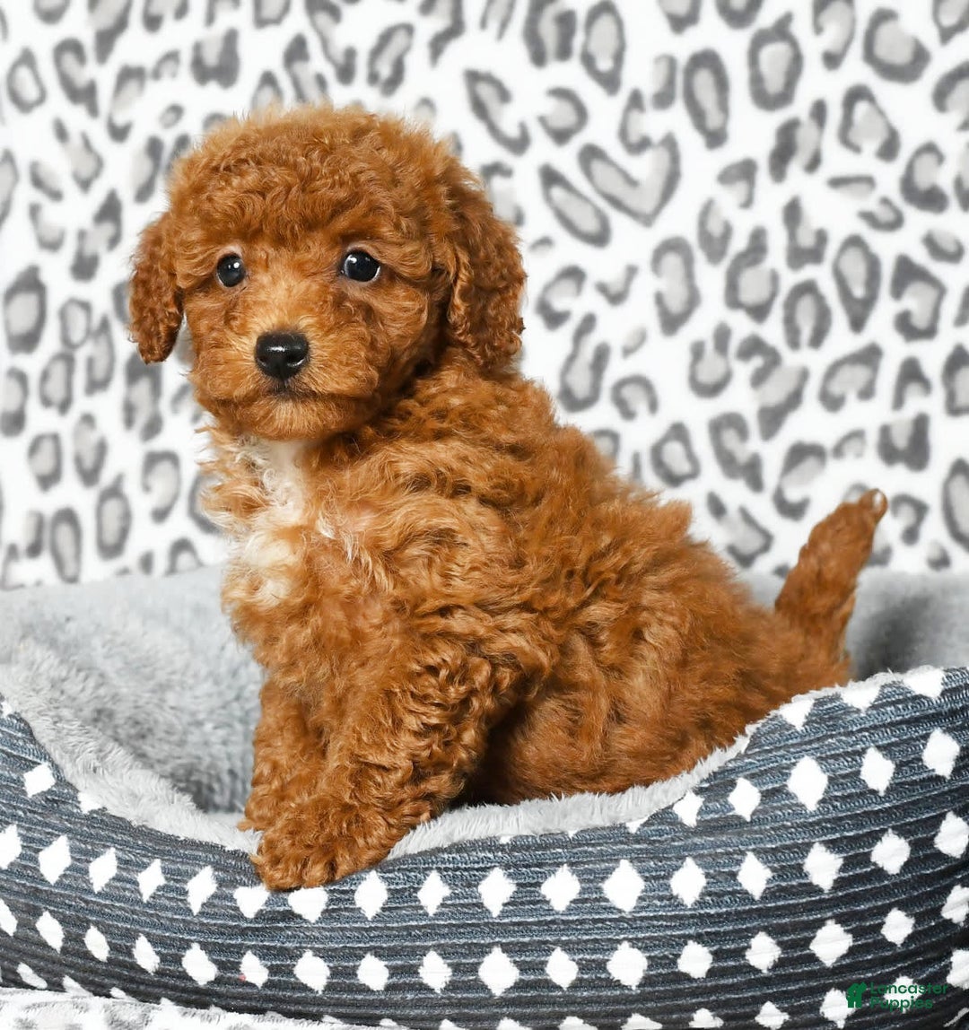 Cavapoo dogs for sale: Felicia - Image 9