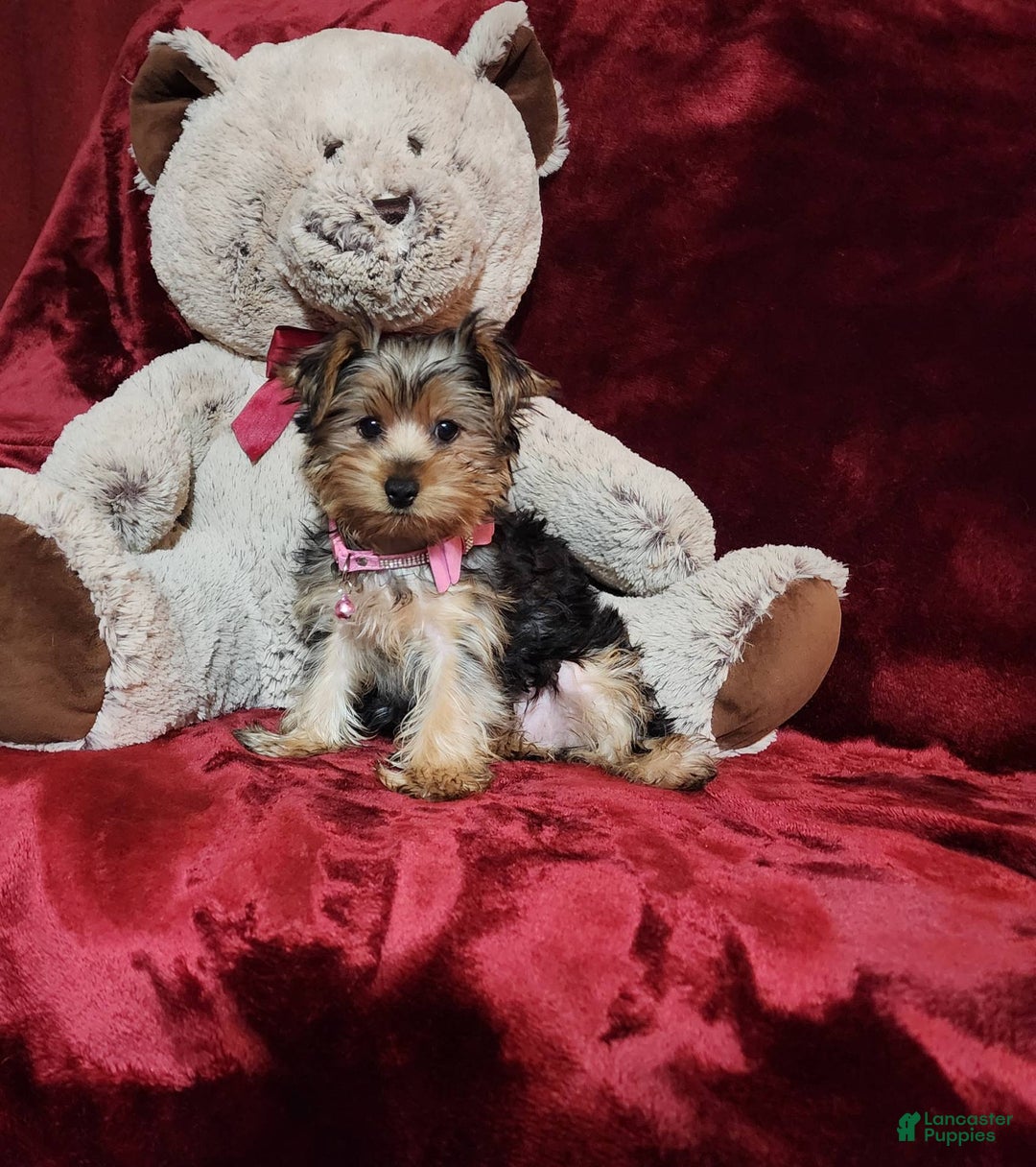 Yorkshire Terrier dogs for sale: BONBON - Image 8