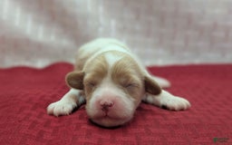 Cockapoo dogs for sale: Betsy - Image 17