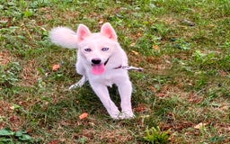 Pomsky dogs for sale: Aden - Image 10