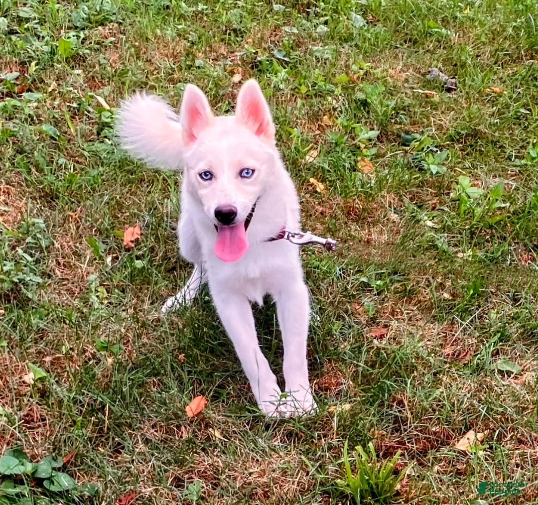 Pomsky dogs for sale: Aden - Image 10