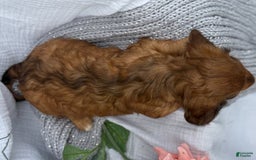 Miniature Dachshund dogs for sale: Teddy - Image 19