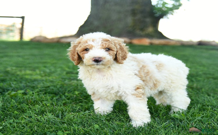 Standard Poodle dogs for sale - Ad 2