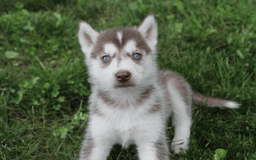 Siberian Husky dogs for sale: Reno - Image 3