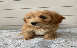  dogs for sale: Mini Goldendoodle 7 puppies - Image 7