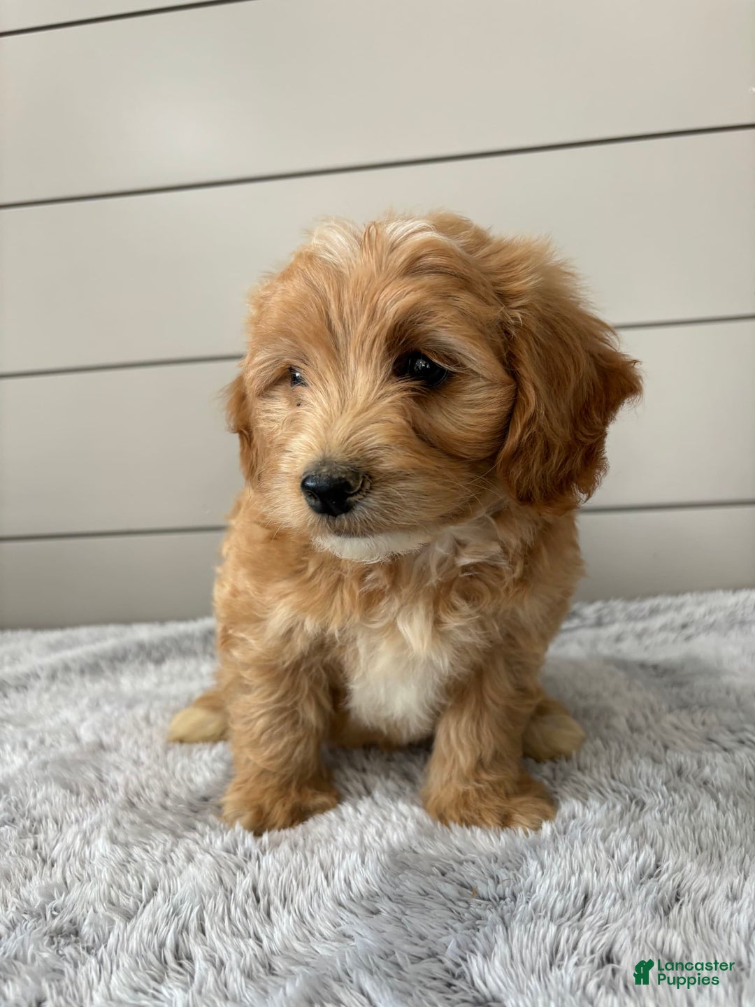  dogs for sale: Mini Goldendoodle 7 puppies - Image 7