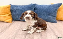 English Springer Spaniel dogs for sale: Lella - Image 3
