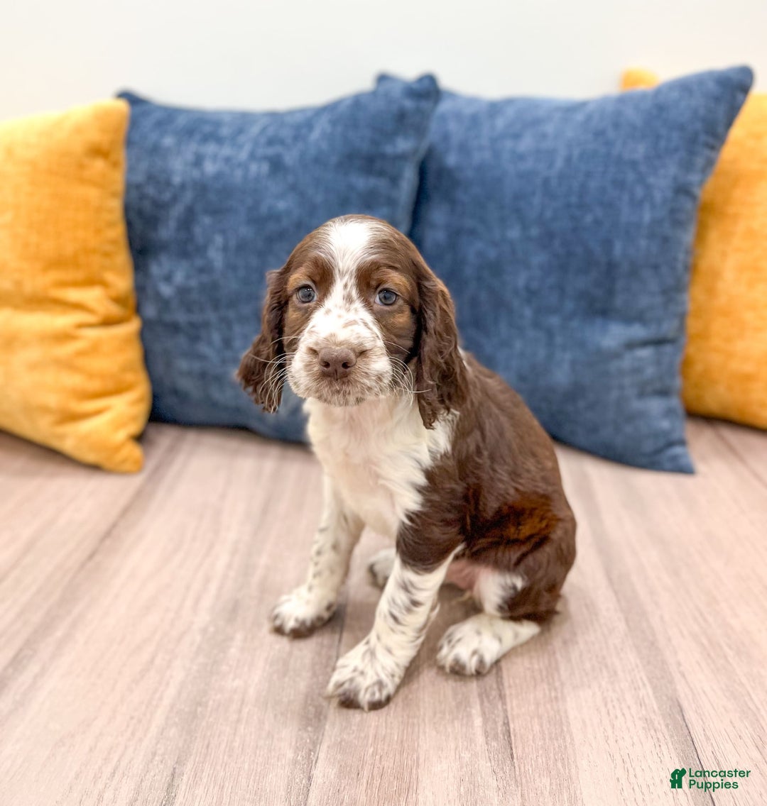 English Springer Spaniel dogs for sale: Lella - Image 3