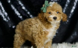 Miniature Poodle dogs for sale: Toffee - Image 6