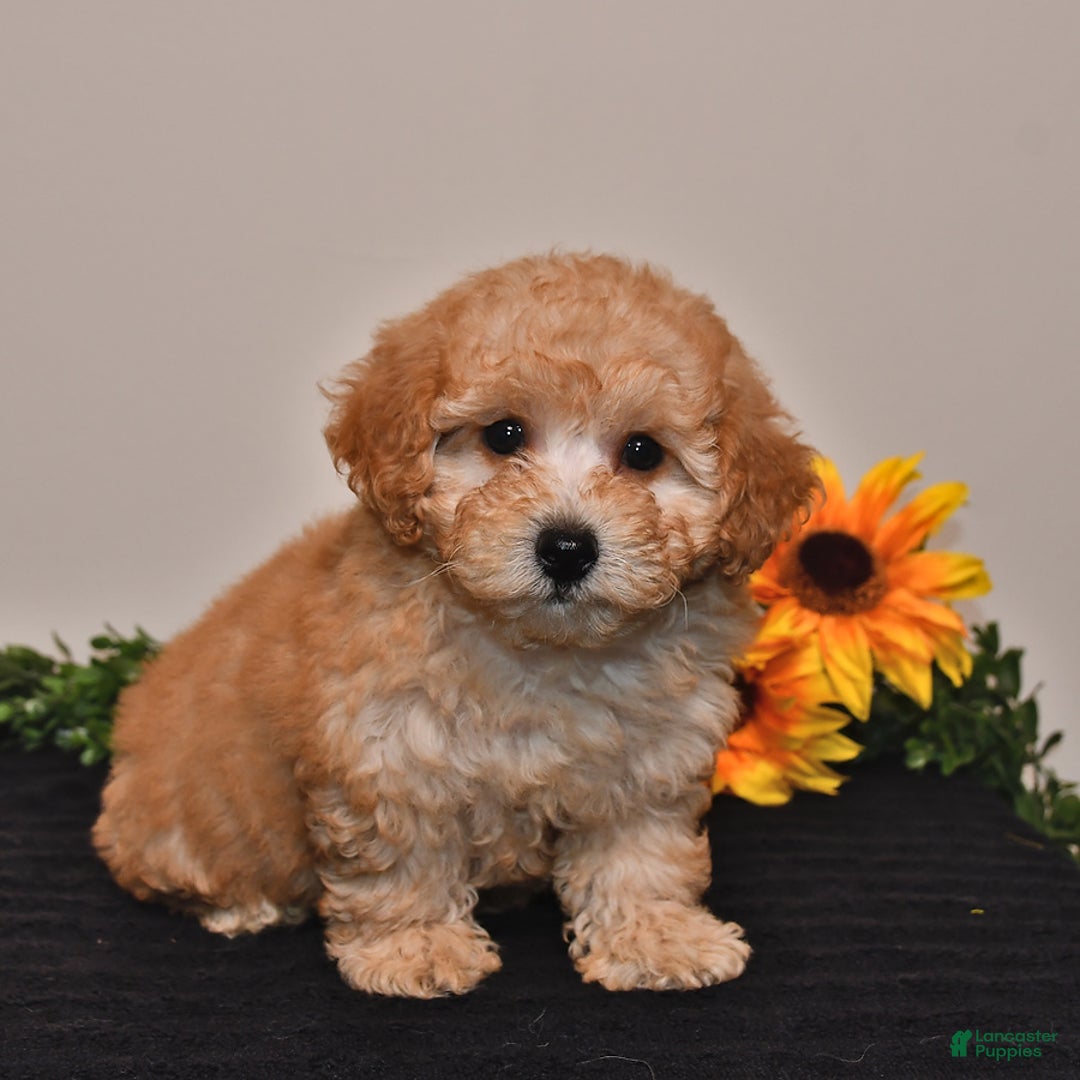 Miniature Poodle dogs for sale: Calvin - Image 4