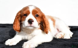 Cavapoo dogs for sale: Jasper - Image 2