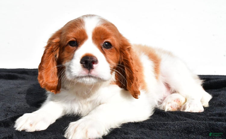 Cavapoo dogs for sale - Ad 4