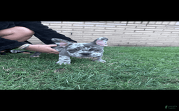 French Bulldog dogs for sale: Tank - Image 1