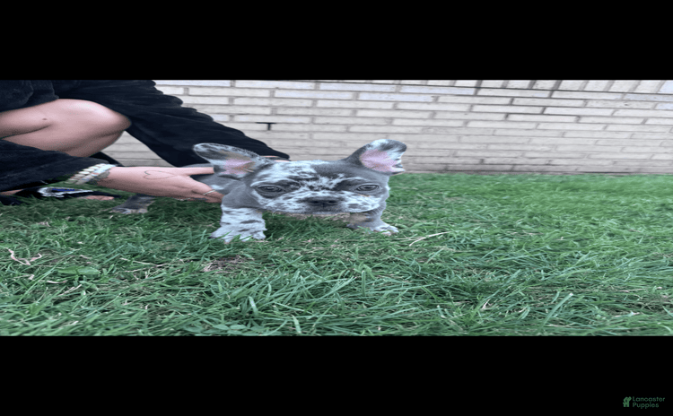 French Bulldog dogs for sale - Ad 3